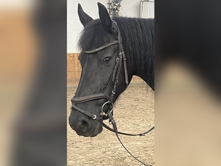 Friesen Stute 14 Jahre 161 cm Rappe in Bodenfelde