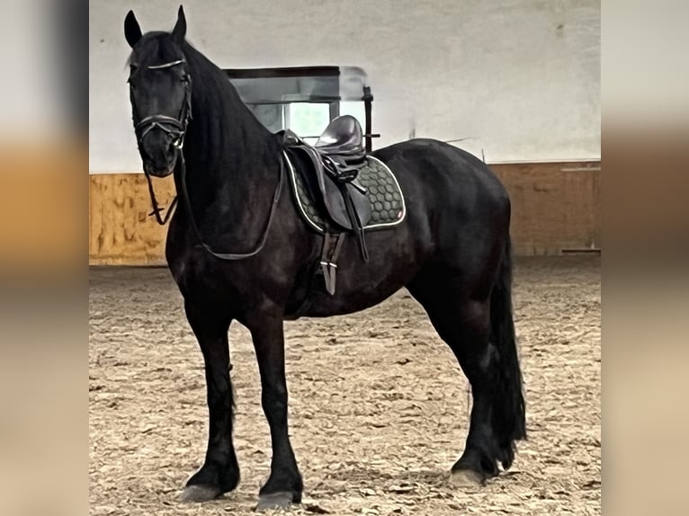 Friesen Stute 14 Jahre 161 cm Rappe in Bodenfelde