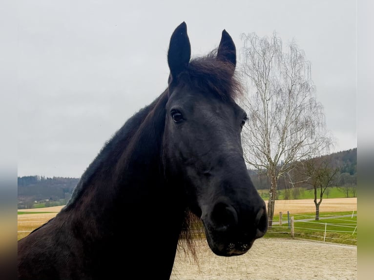 Friesen Stute 14 Jahre 161 cm Rappe in Bodenfelde