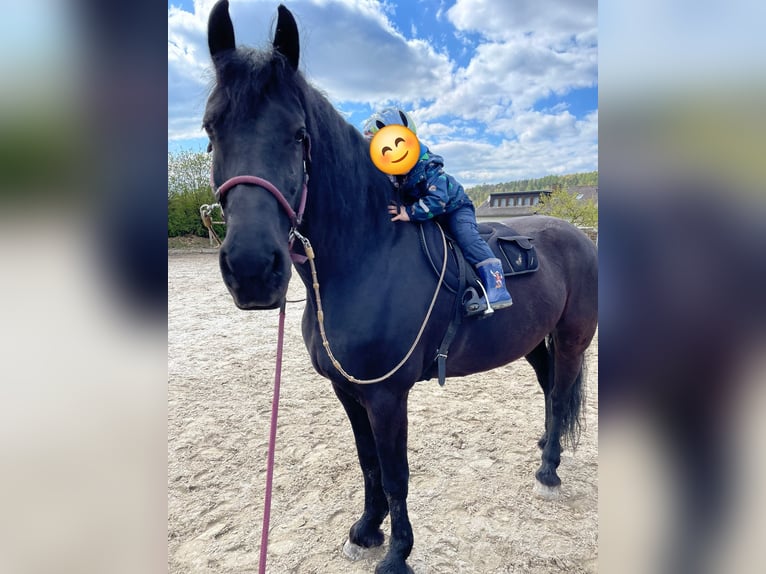 Friesen Stute 14 Jahre 162 cm Rappe in Bad Wildungen