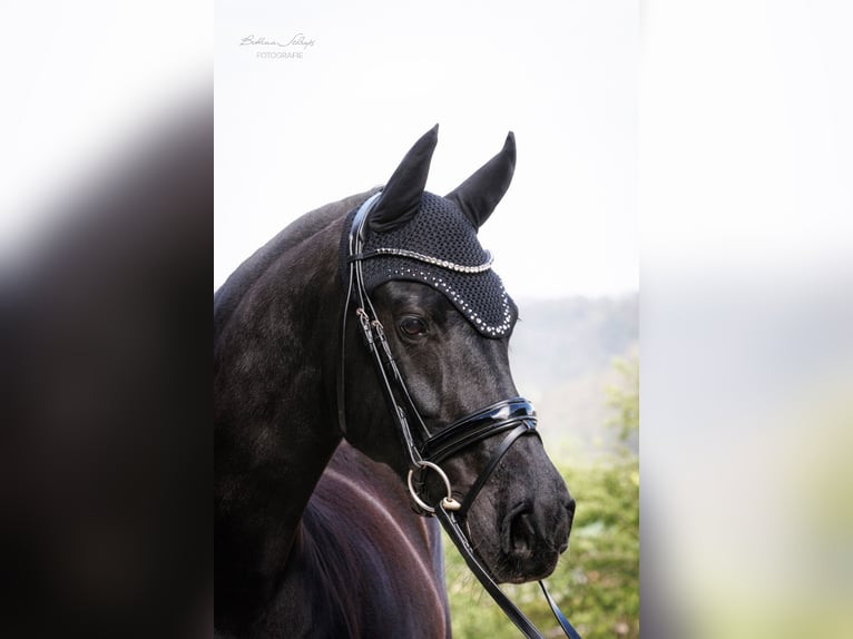 Friesen Stute 14 Jahre 162 cm Rappe in Bad Wildungen