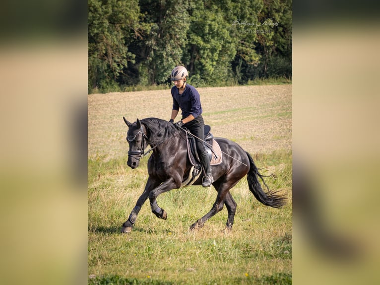 Friesen Stute 14 Jahre 162 cm Rappe in Bad Wildungen