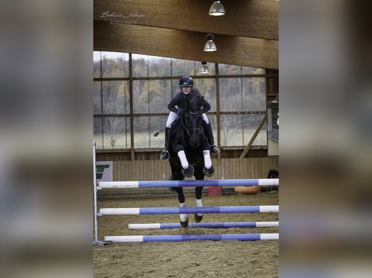 Friesen Stute 14 Jahre 162 cm Rappe in Bad Wildungen