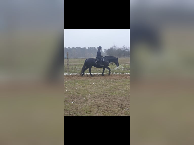 Friesen Mix Stute 14 Jahre 163 cm Rappe in Michendorf