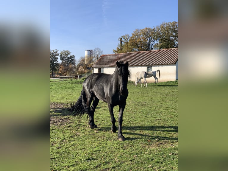 Friesen Stute 14 Jahre 164 cm Rappe in Delbrück