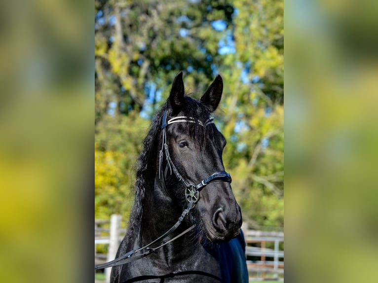 Friesen Stute 14 Jahre 164 cm Rappe in Hilden