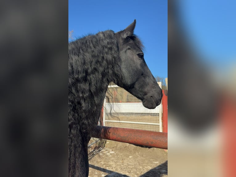 Friesen Stute 14 Jahre 167 cm Rappe in Melle