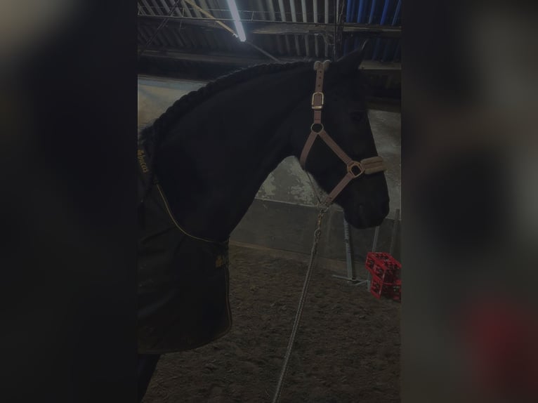 Friesen Stute 14 Jahre 167 cm Rappe in Melle