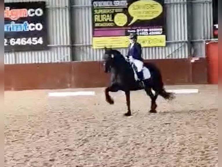 Friesen Stute 14 Jahre 168 cm Rappe in Glasgow