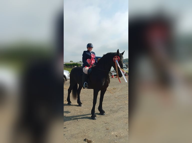 Friesen Stute 14 Jahre 168 cm Rappe in Glasgow