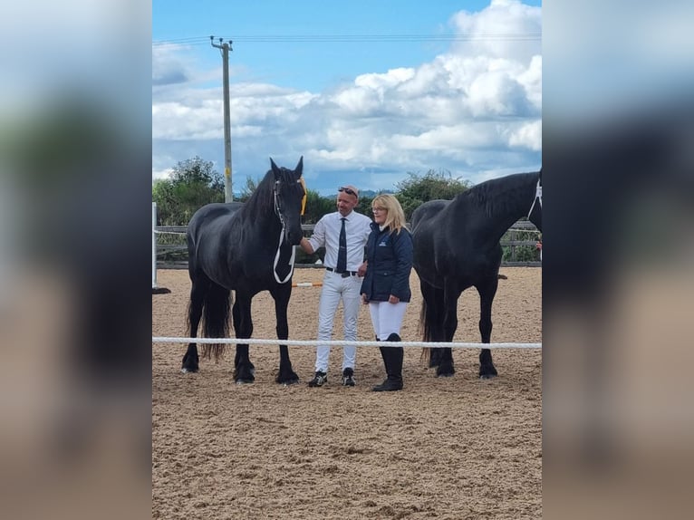 Friesen Stute 14 Jahre 168 cm Rappe in Glasgow