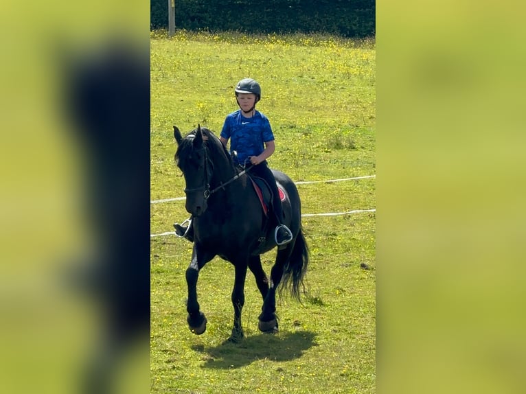 Friesen Stute 14 Jahre 168 cm Rappe in Glasgow