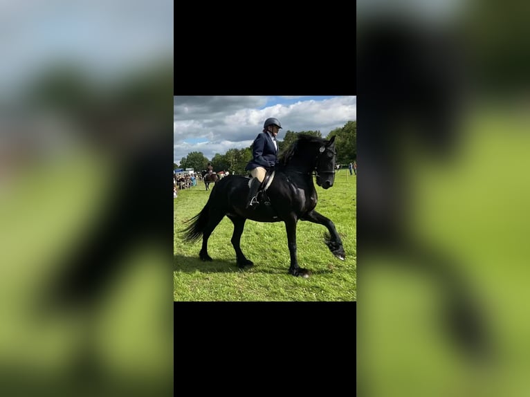 Friesen Stute 14 Jahre 168 cm Rappe in Glasgow