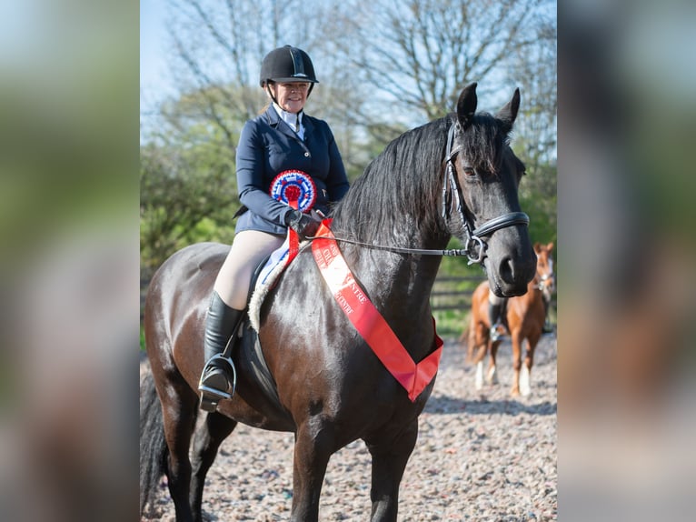 Friesen Stute 14 Jahre 168 cm Rappe in Glasgow