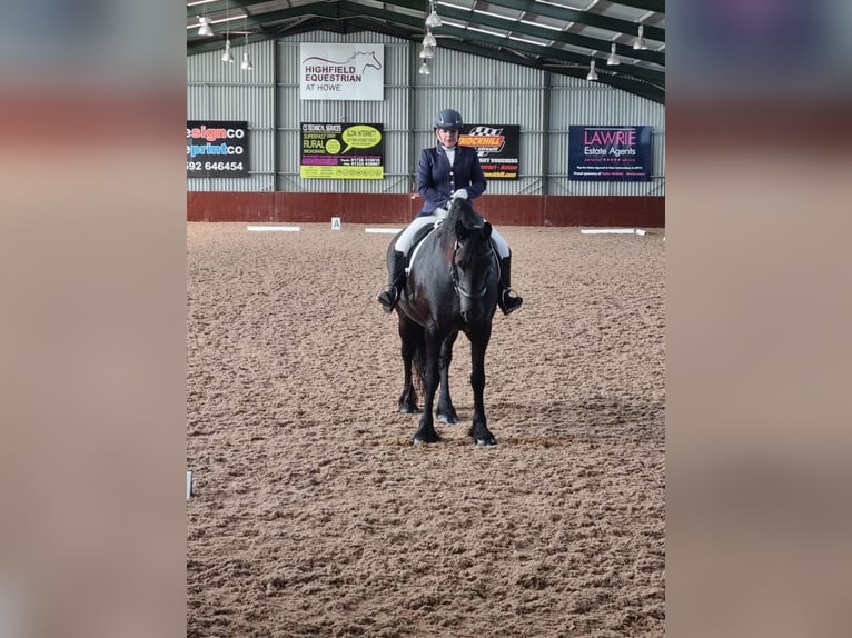 Friesen Stute 14 Jahre 168 cm Rappe in Glasgow