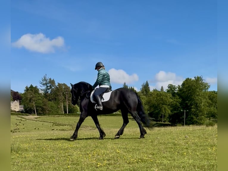 Friesen Stute 14 Jahre 168 cm Rappe in Glasgow