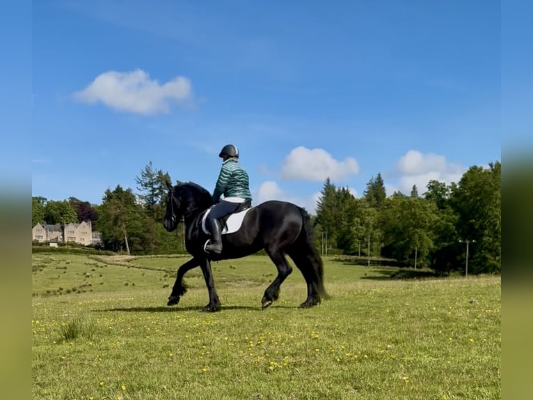 Friesen Stute 14 Jahre 168 cm Rappe in Glasgow