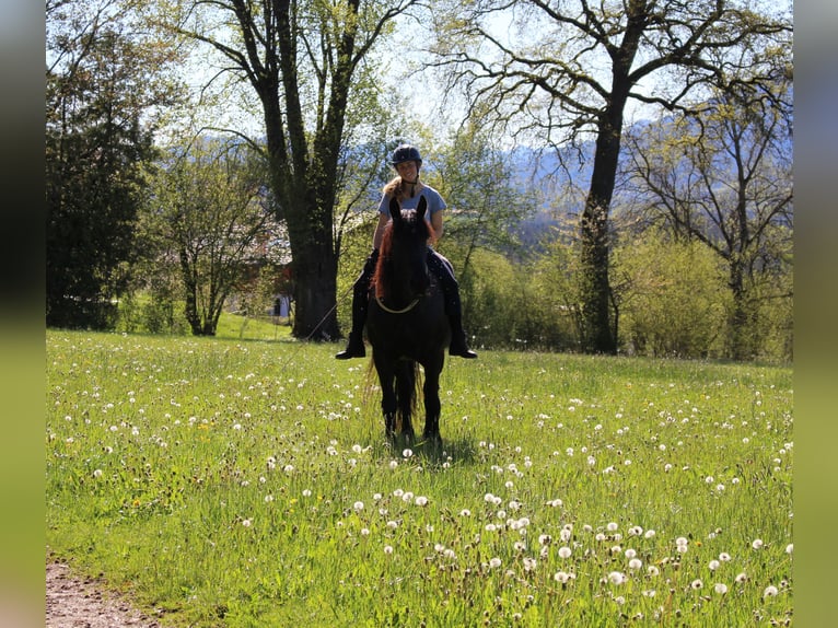 Friesen Mix Stute 14 Jahre 173 cm Rappe in Kochel am See