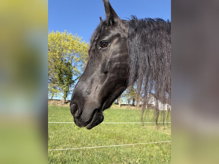 Friesen Stute 15 Jahre 155 cm Rappe in Langschwarza