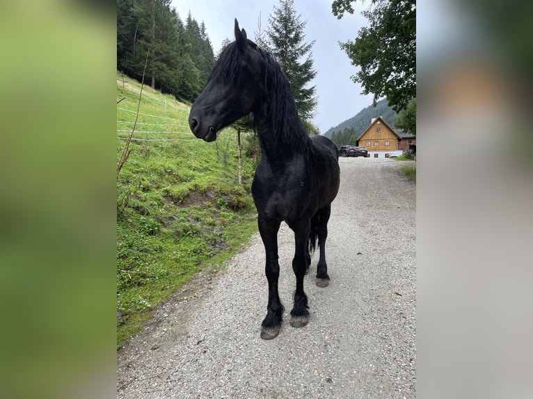 Friesen Stute 15 Jahre 156 cm  in Aigen im Ennstal