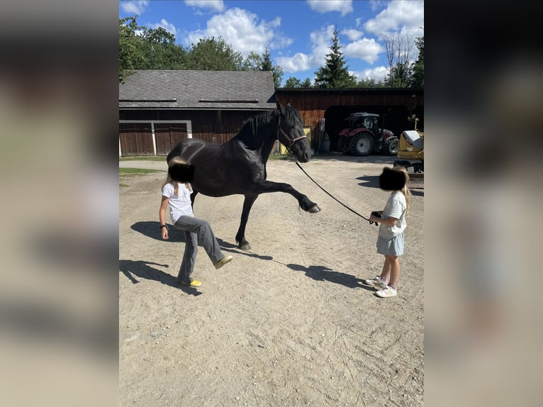 Friesen Stute 15 Jahre 156 cm  in Aigen im Ennstal