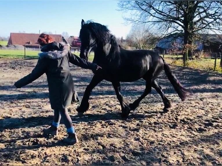 Friesen Stute 15 Jahre 162 cm Rappe in Remscheid