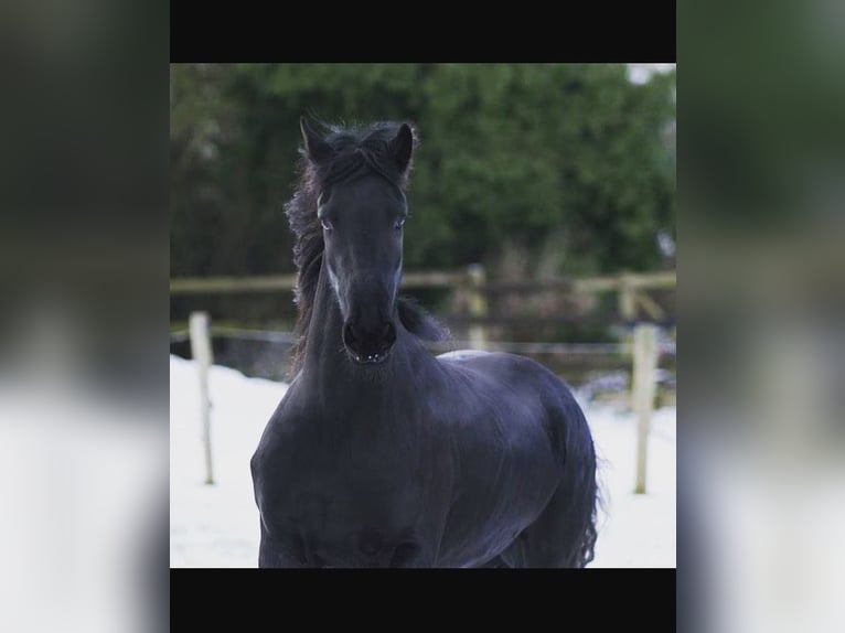 Friesen Stute 15 Jahre 162 cm Rappe in Remscheid