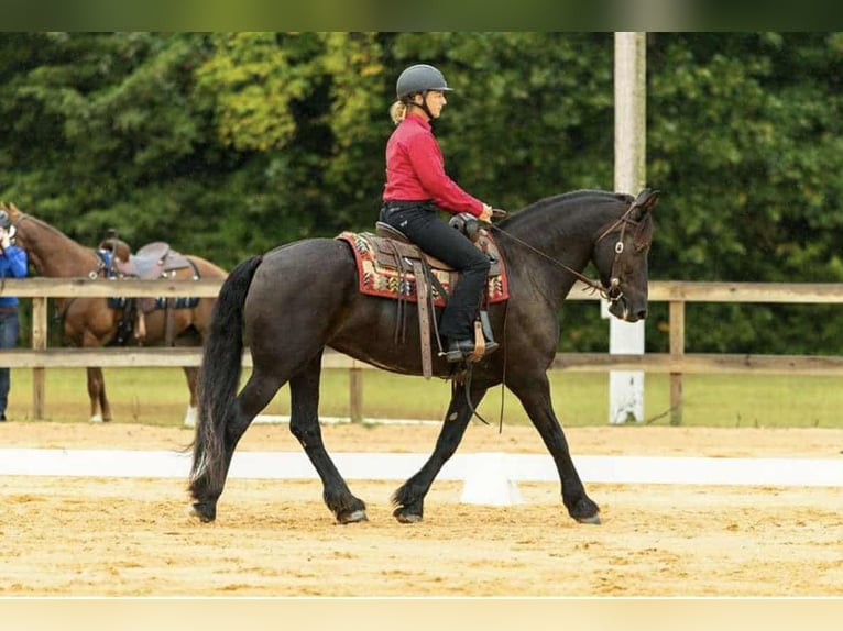 Friesen Stute 15 Jahre 163 cm in Monroe