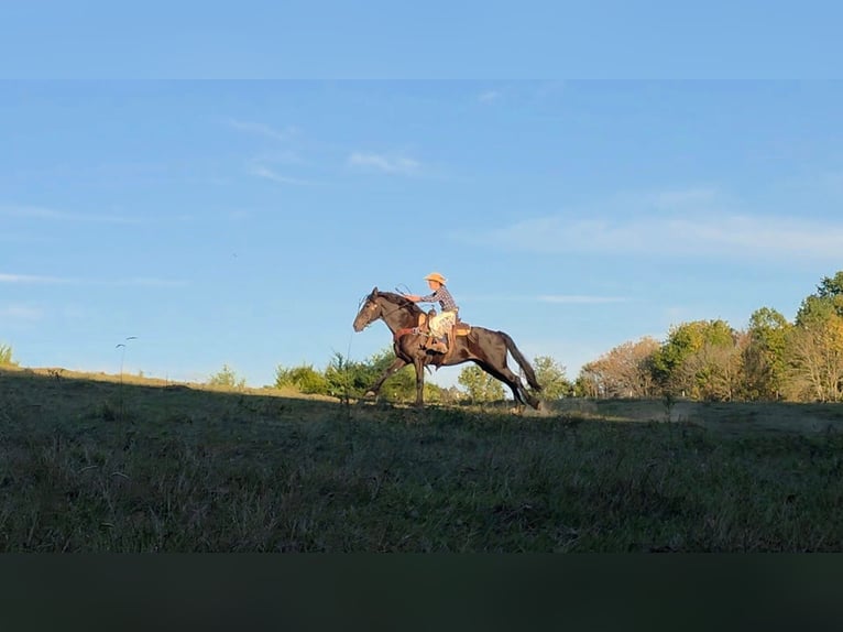 Friesen Stute 15 Jahre 163 cm in Monroe