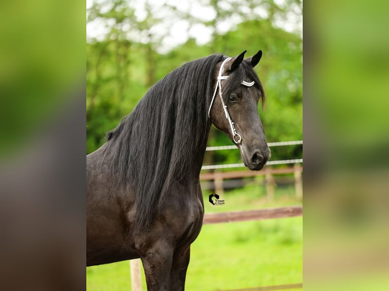 Friesen Stute 15 Jahre 164 cm in Drachten