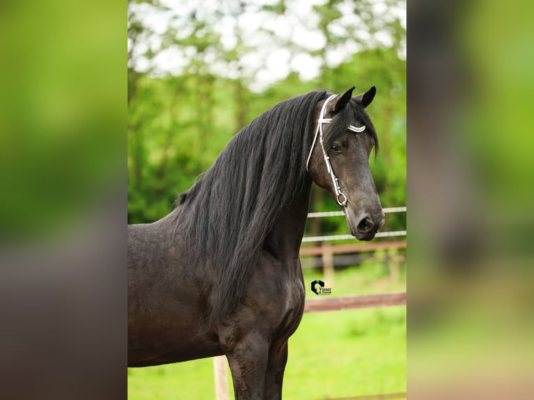 Friesen Stute 15 Jahre 164 cm in Drachten