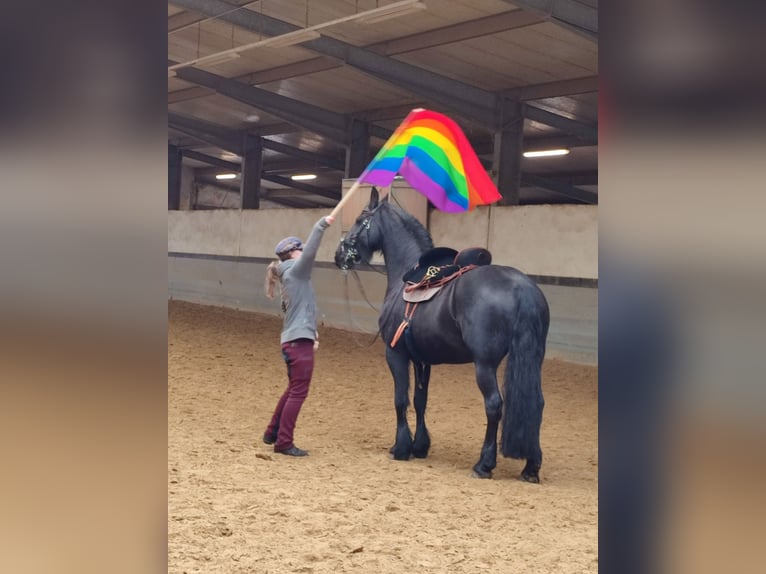 Friesen Stute 15 Jahre 165 cm Rappe in D&#xFC;sseldorf