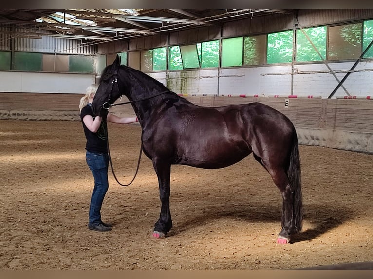 Friesen Stute 15 Jahre 165 cm Rappe in D&#xFC;sseldorf
