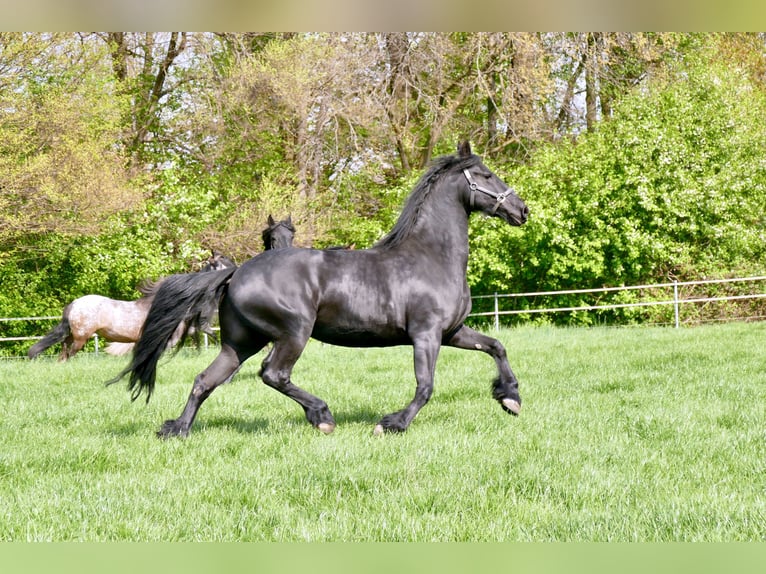 Friesen Stute 15 Jahre 165 cm Rappe in D&#xFC;sseldorf