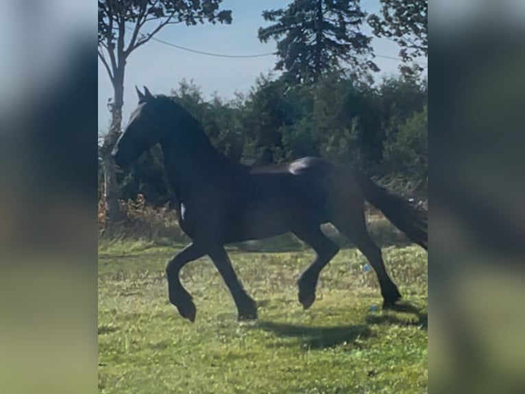 Friesen Stute 15 Jahre 168 cm Rappe in Ihlow