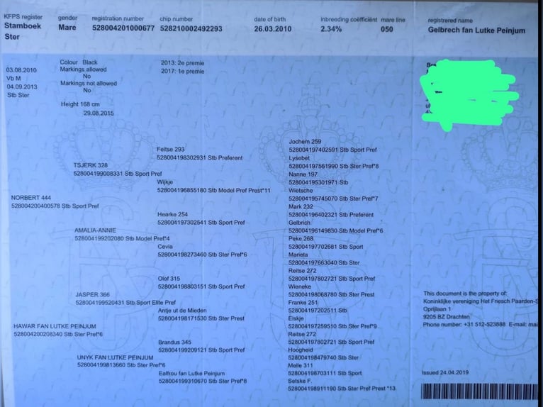 Friesen Stute 15 Jahre 168 cm Rappe in Ihlow