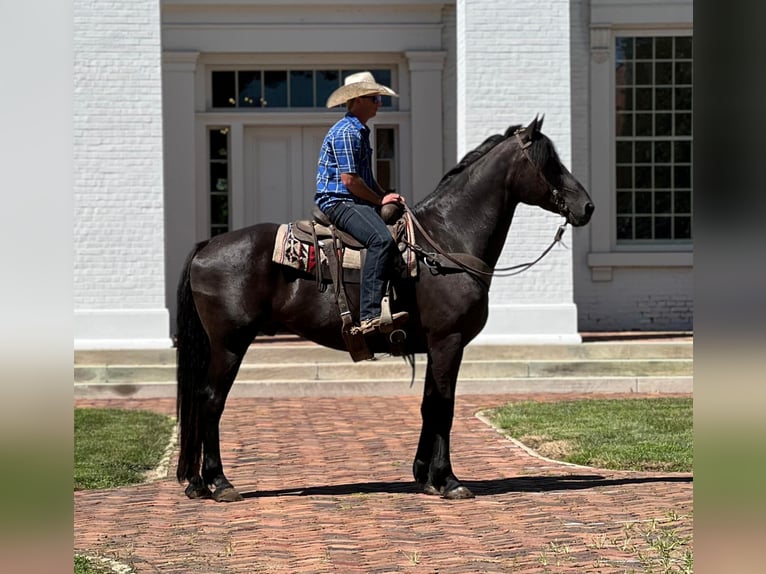 Friesen Stute 15 Jahre 173 cm Rappe in eFFINGHAM il