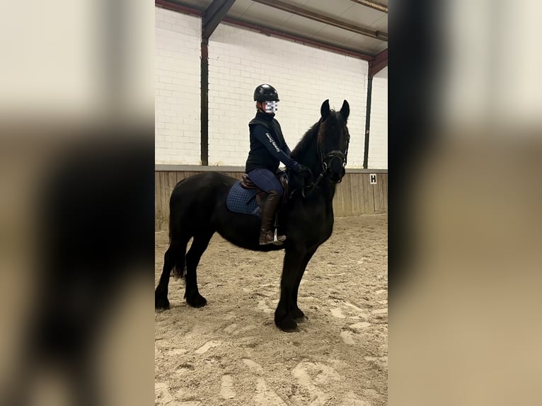 Friesen Stute 16 Jahre 147 cm Rappe in Osterwald