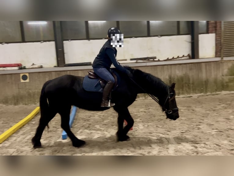 Friesen Stute 16 Jahre 147 cm Rappe in Osterwald
