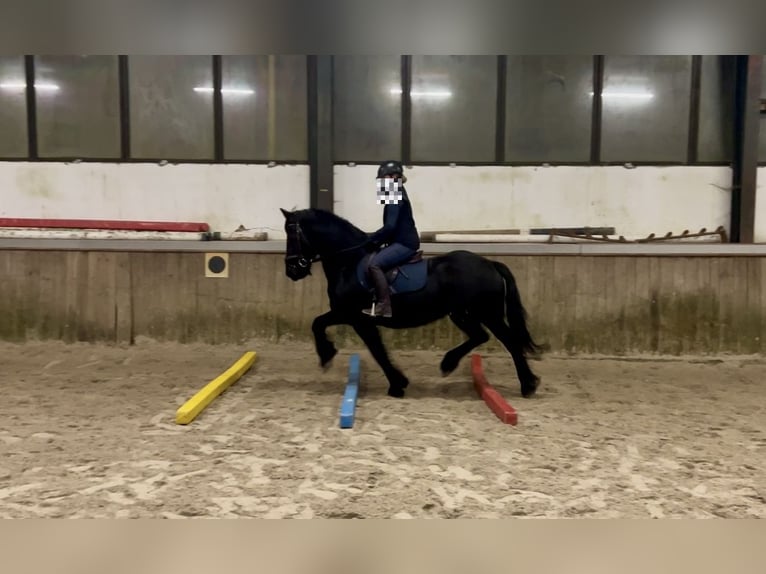 Friesen Stute 16 Jahre 147 cm Rappe in Osterwald