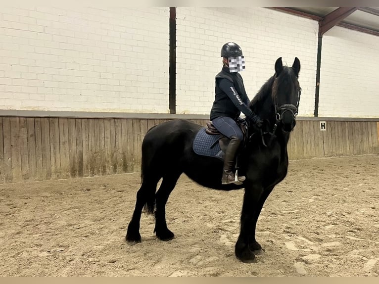 Friesen Stute 16 Jahre 147 cm Rappe in Osterwald