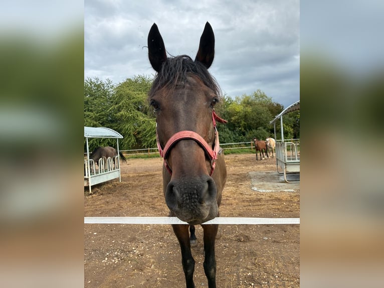 Friesen Mix Stute 16 Jahre 155 cm Rappe in Bad Staffelstein