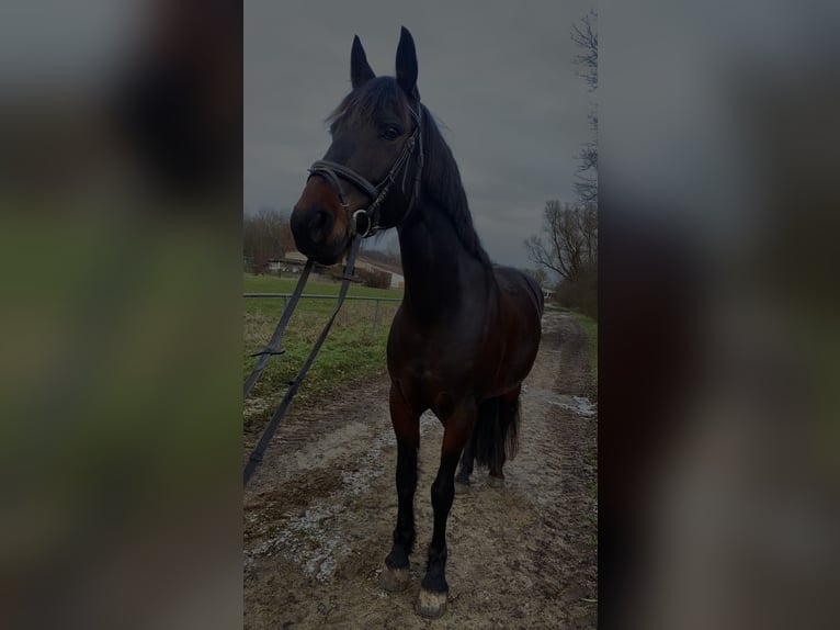 Friesen Mix Stute 16 Jahre 155 cm Rappe in Bad Staffelstein