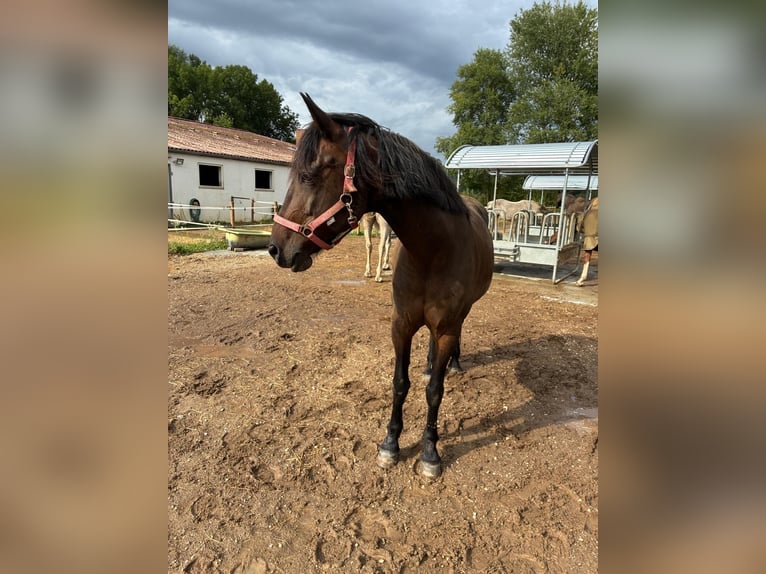 Friesen Mix Stute 16 Jahre 155 cm Rappe in Bad Staffelstein