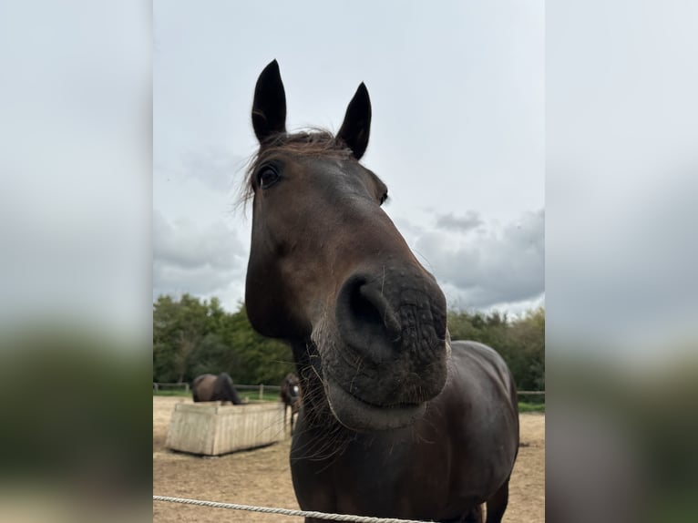 Friesen Mix Stute 16 Jahre 155 cm Rappe in Bad Staffelstein