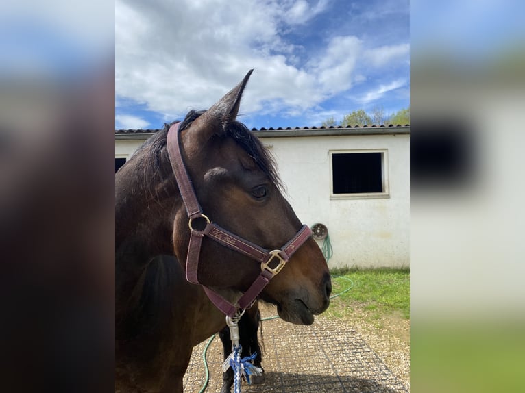 Friesen Mix Stute 16 Jahre 155 cm Rappe in Bad Staffelstein