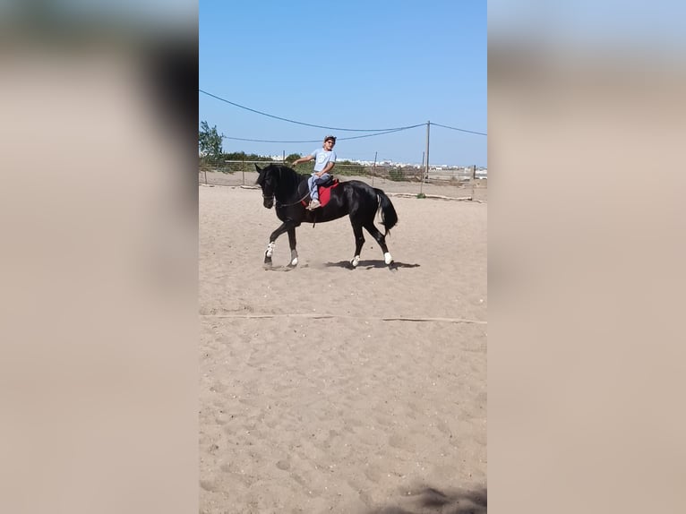 Friesen Mix Stute 16 Jahre 155 cm Rappe in Chiclana De La Frontera