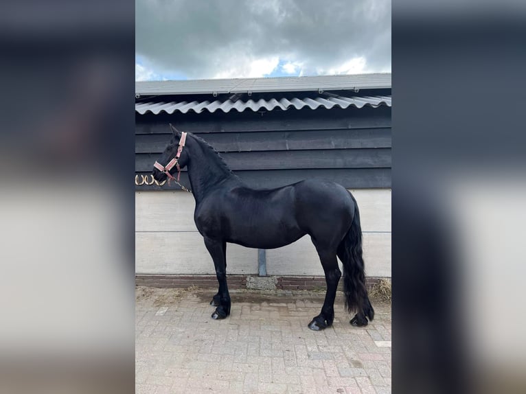 Friesen Mix Stute 16 Jahre 155 cm Schwarzbrauner in Kamerik