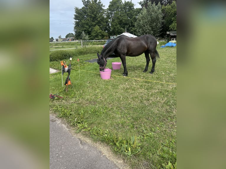Friesen Mix Stute 16 Jahre 155 cm Schwarzbrauner in Kamerik