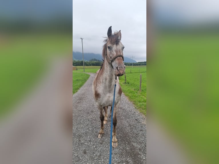 Friesen Mix Stute 16 Jahre 157 cm in Sonthofen